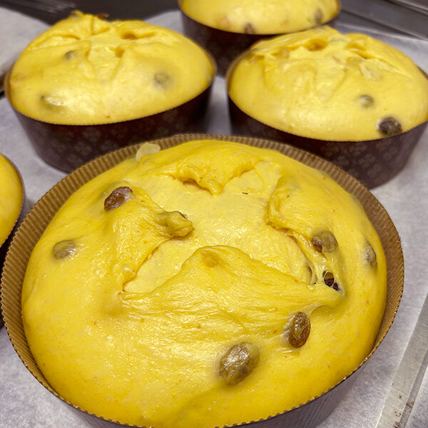 impasto panettoni